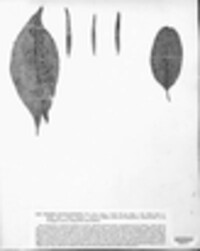 Sphaeria maculaeformis image